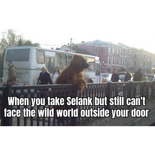 Selank: Bear at the Bus Stop — Intranasal anxiolytic administered on schedule; patient still negotiating with the front door.